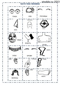 Тело человека: картинки для детей